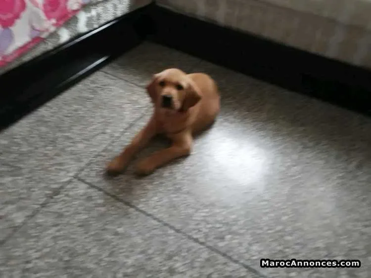 Chiot labrador - الدار البيضاء (2)