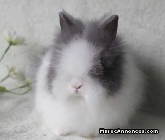 Vends lapin nain pure race minilop et teddy - أكادير