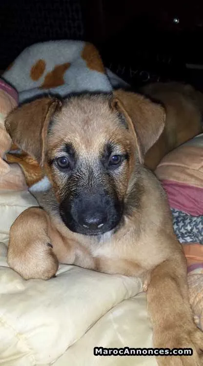Chien à vendre - الدار البيضاء