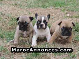 Bulldog francais pure race - مراكش