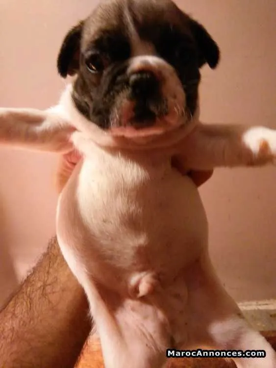 Bulldog francais pure race - مراكش (3)