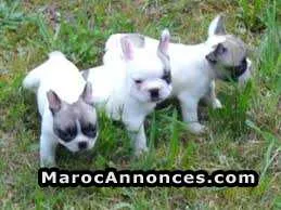 Bulldog francais pure race - مراكش (2)