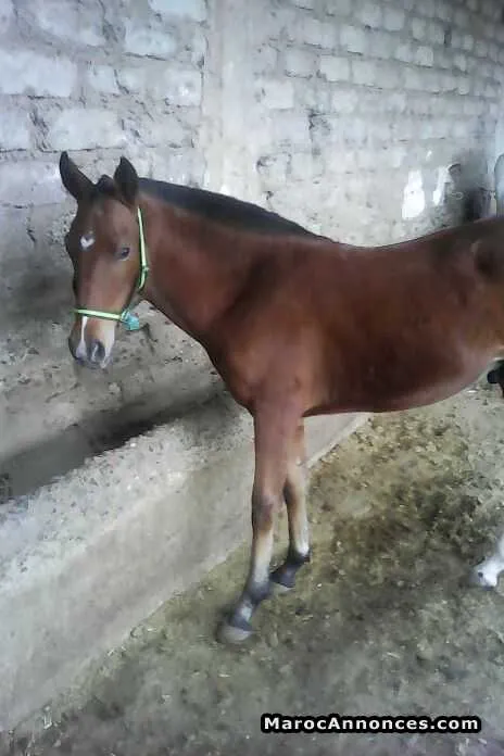 Poulain à vendre - مراكش (2)