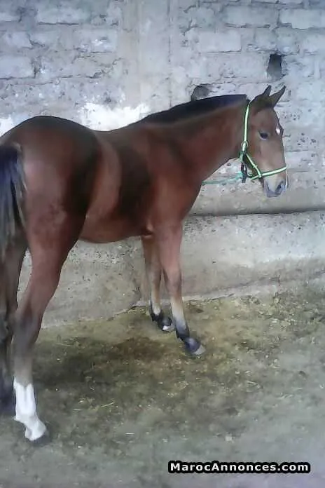 Poulain à vendre - مراكش (3)