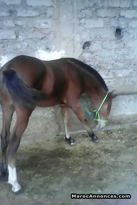 Poulain à vendre - مراكش
