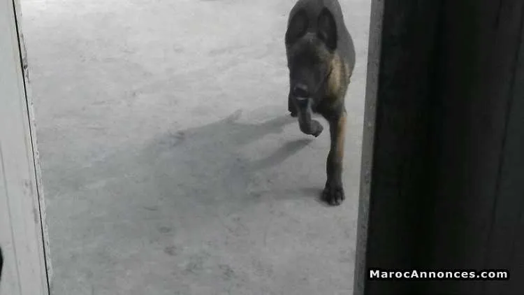 Female malinois - الدار البيضاء (2)