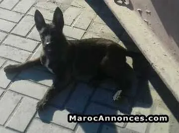 Female malinois - الدار البيضاء