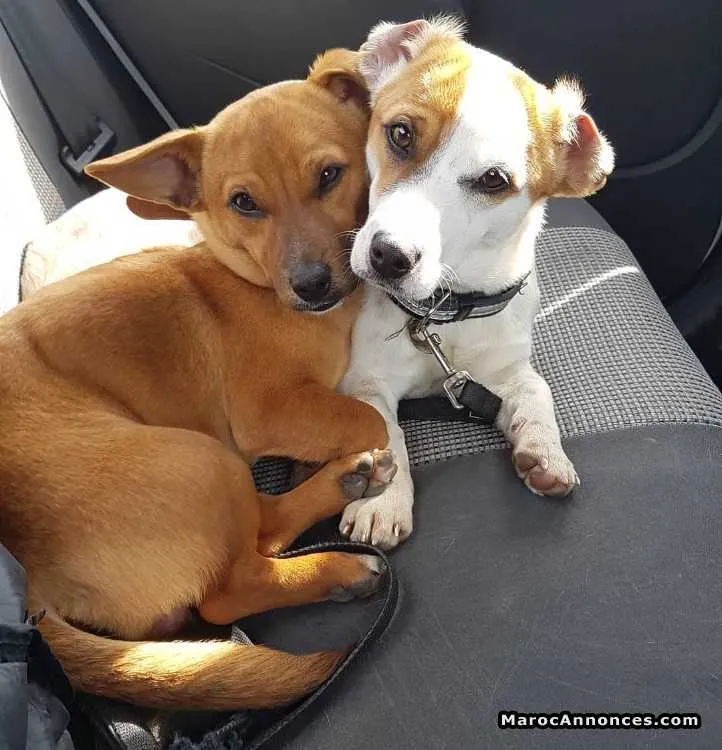 Couple jack russell a vendre - سلا (2)