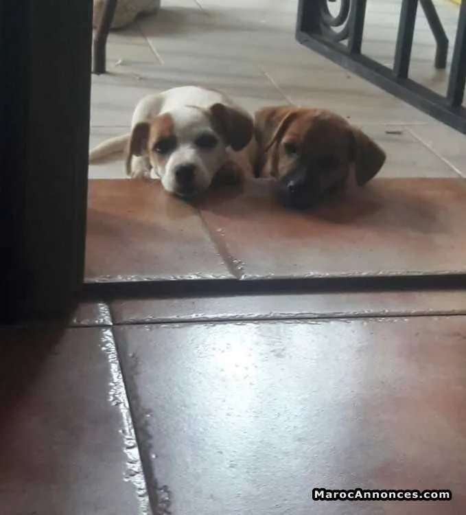 Couple jack russell a vendre - سلا