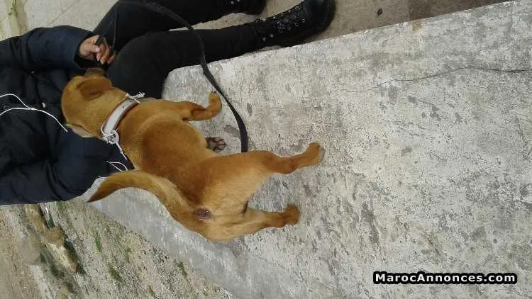 Couple jack russell a vendre - سلا (3)