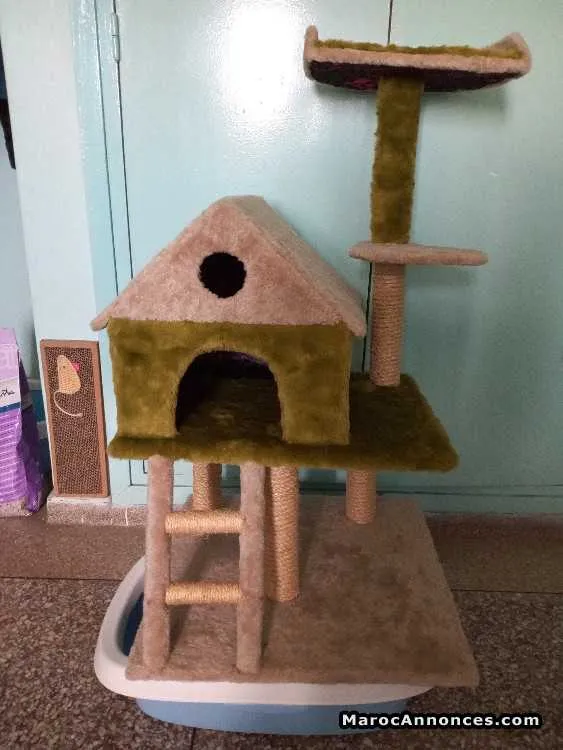 Maison neuf pour chat est chaton - الرباط