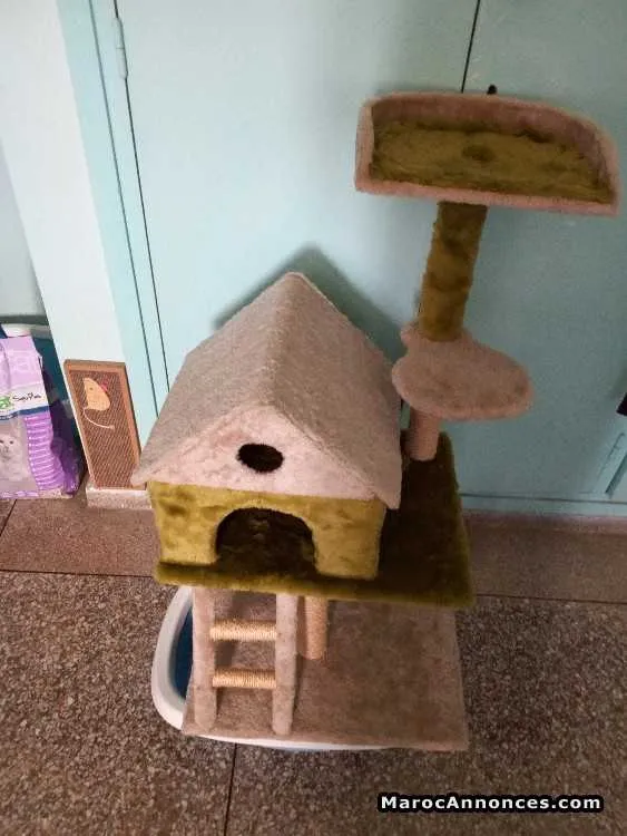 Maison neuf pour chat est chaton - الرباط (2)