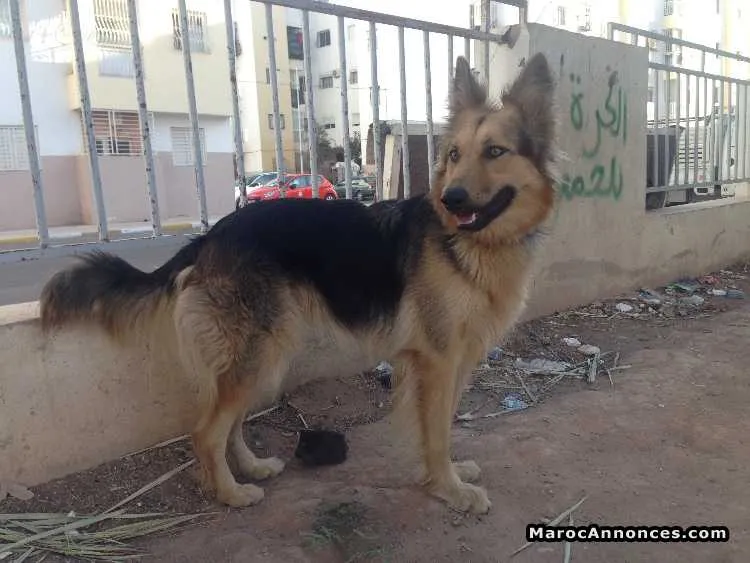 Chien  berger allemand royale - أكادير