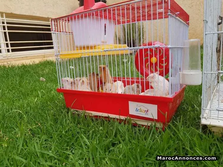 Hamsters - الرباط