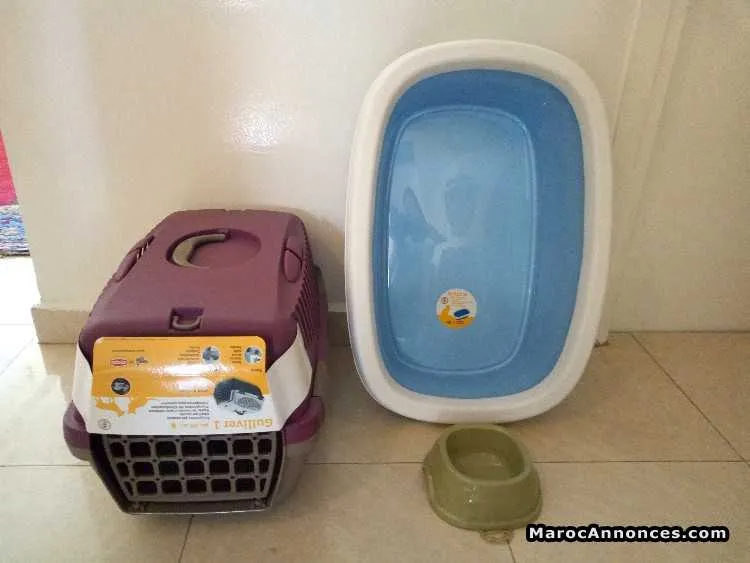 Ensembles neufs pour chat est chiot - الرباط (3)