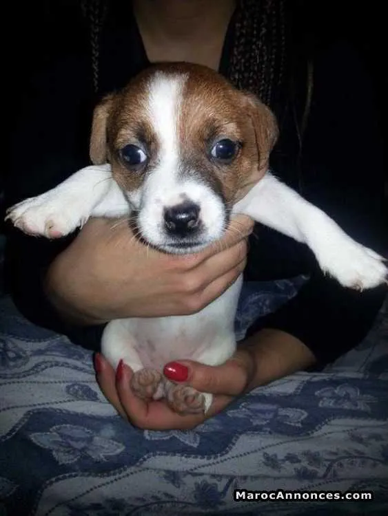 Chiots jack russel - الرباط