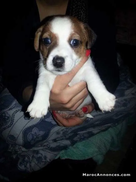Chiots jack russel - الرباط (2)