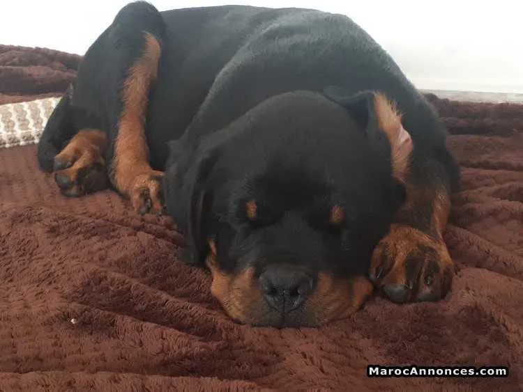 Rottweiler  à vendre - الدار البيضاء