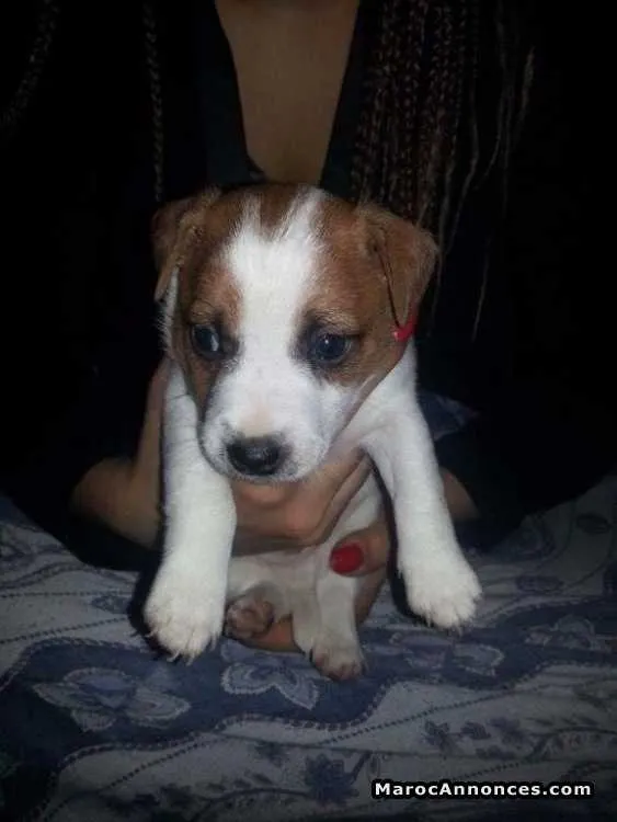 Chiots jack russel - الرباط (3)