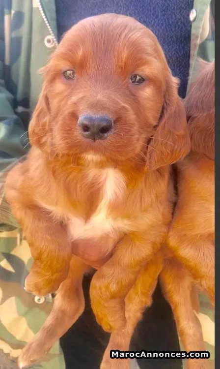 Cocker labrador et autres races - الدار البيضاء