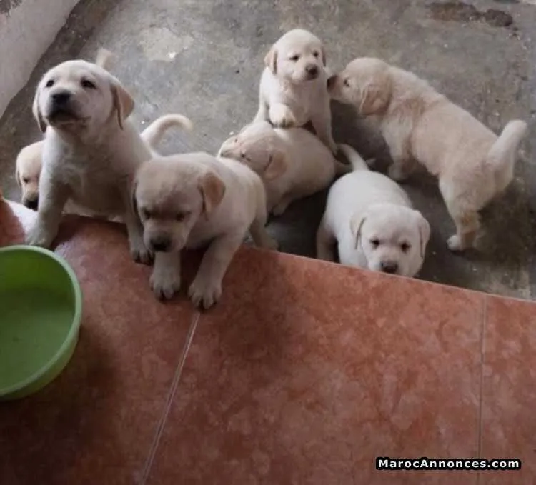 Cocker labrador et autres races - الدار البيضاء (2)