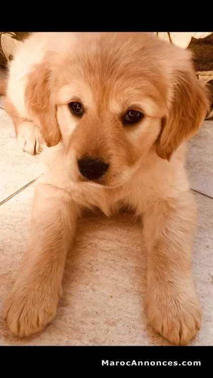 Cocker labrador et autres races - الدار البيضاء (3)