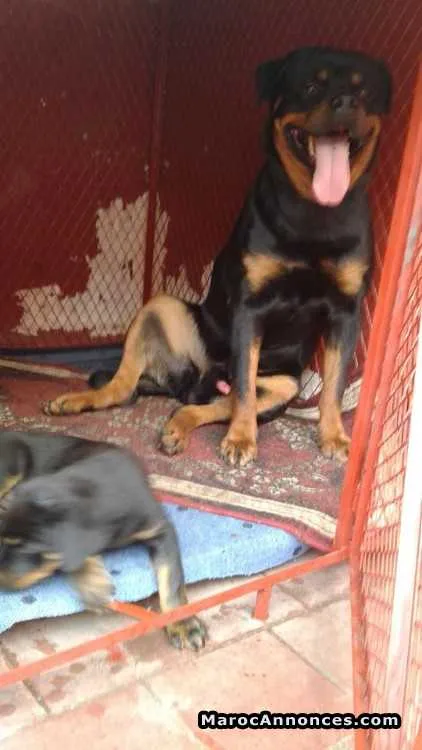 à vendre chiot rottweiller de race pur - الرباط (2)