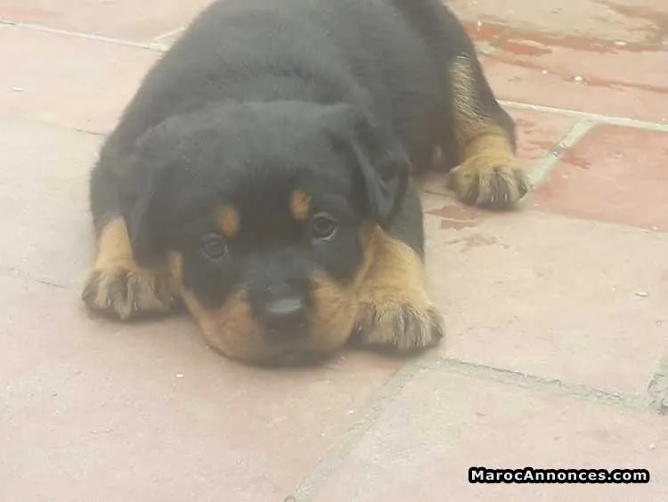 à vendre chiot rottweiller de race pur - الرباط