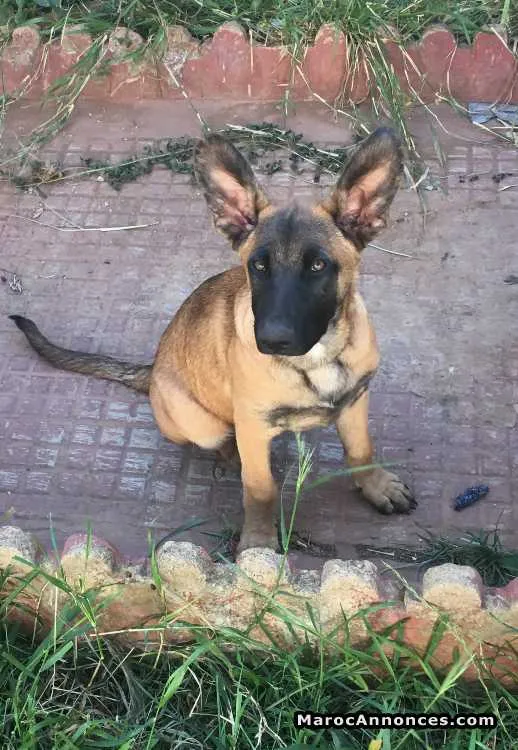 Chien malinois - الدار البيضاء