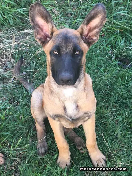 Chien malinois - الدار البيضاء (2)