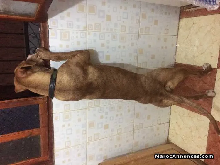 Pitbull âgé de 6 mois et demi à vendre - مراكش (2)