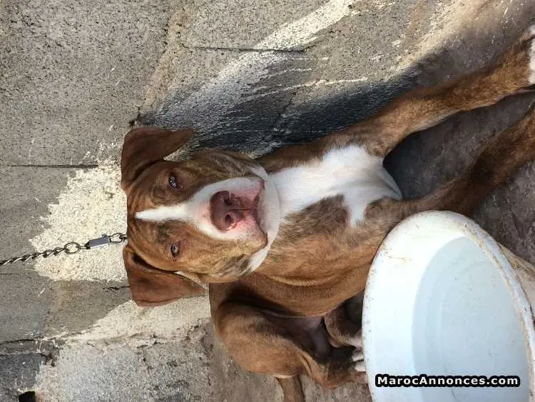 Pitbull âgé de 6 mois et demi à vendre - مراكش