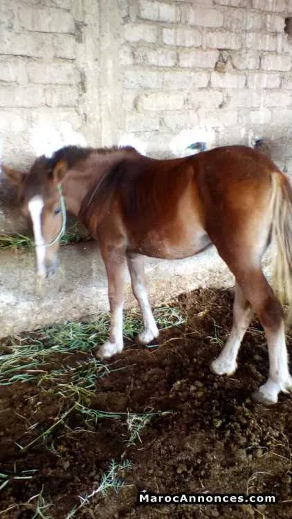 Pouliche pouliche - مراكش