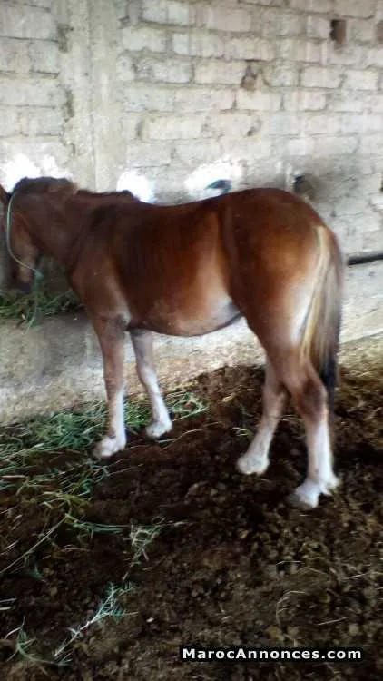 Pouliche pouliche - مراكش (2)