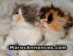 Magnifique chatons persans de la race pure - الدار البيضاء (3)