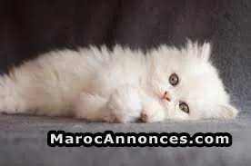 Magnifique chatons persans de la race pure - الدار البيضاء (2)
