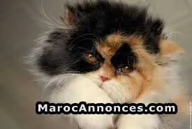 Magnifique chatons persans de la race pure - الدار البيضاء