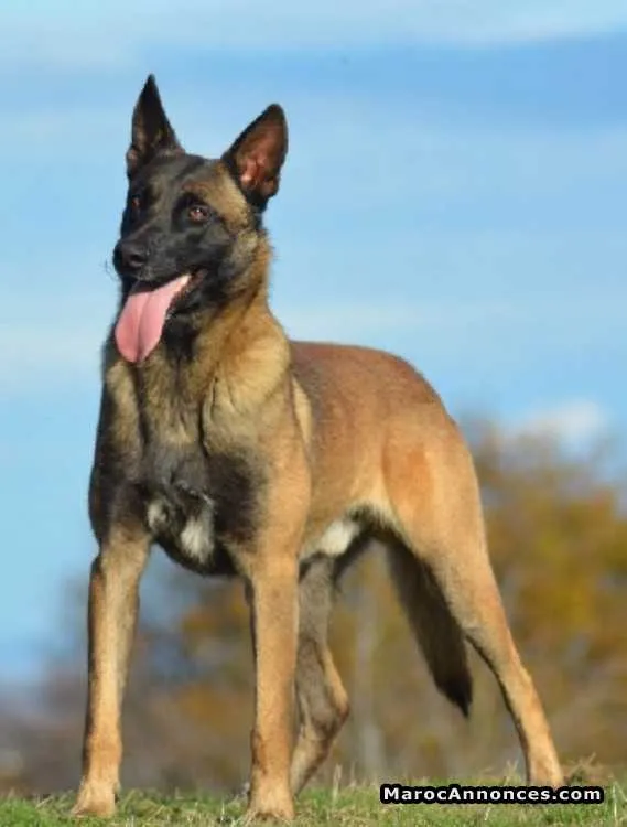 Chiots berger belge malinois de race pure à vendre - القنيطرة (2)