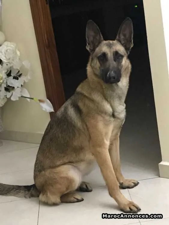 Chiots berger belge malinois de race pure à vendre - القنيطرة