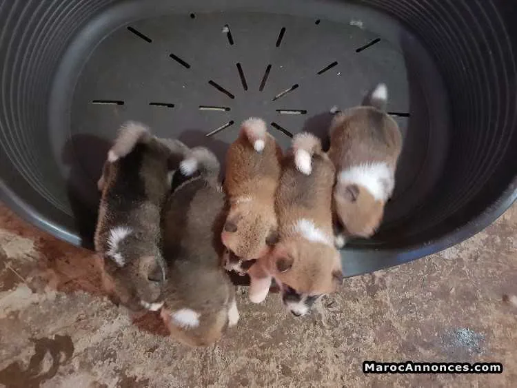 Akita inu pedigree - الدار البيضاء (2)