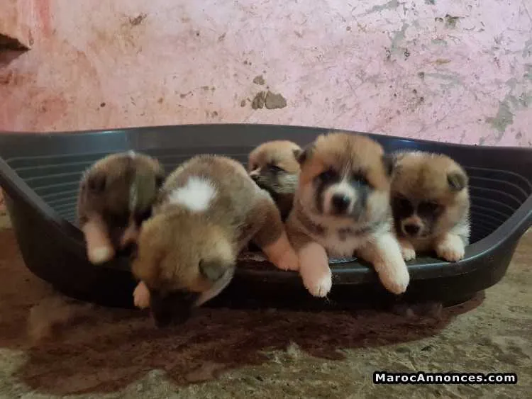 Akita inu pedigree - الدار البيضاء