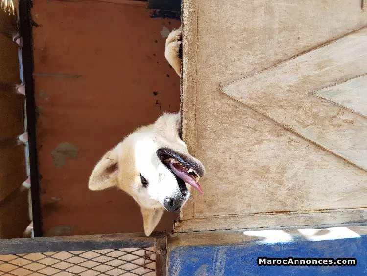 Akita inu pedigree - الدار البيضاء (3)