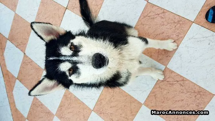 Malamute d'alaska - الدار البيضاء (2)