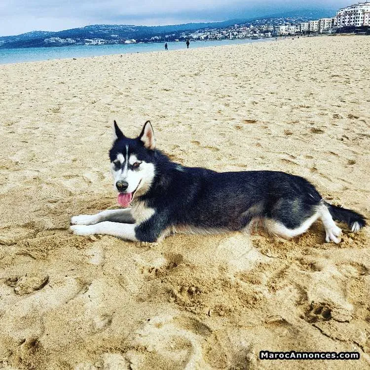 Malamute d'alaska - الدار البيضاء