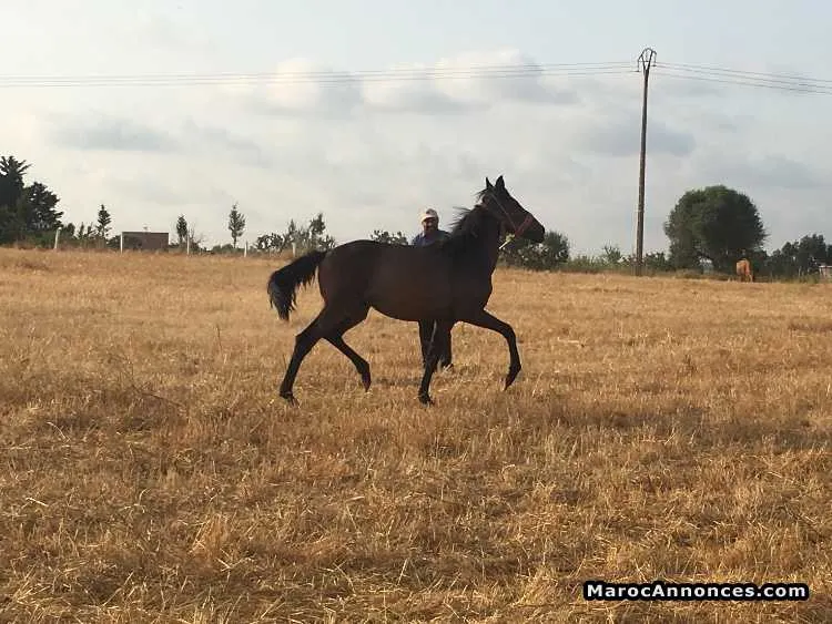 Pouliche agee de 2 ans - سلا