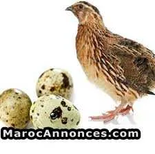 كتاكيث السمان - الدار البيضاء (2)