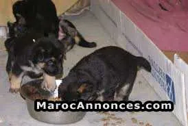 Chiots berger masque noir - الرباط