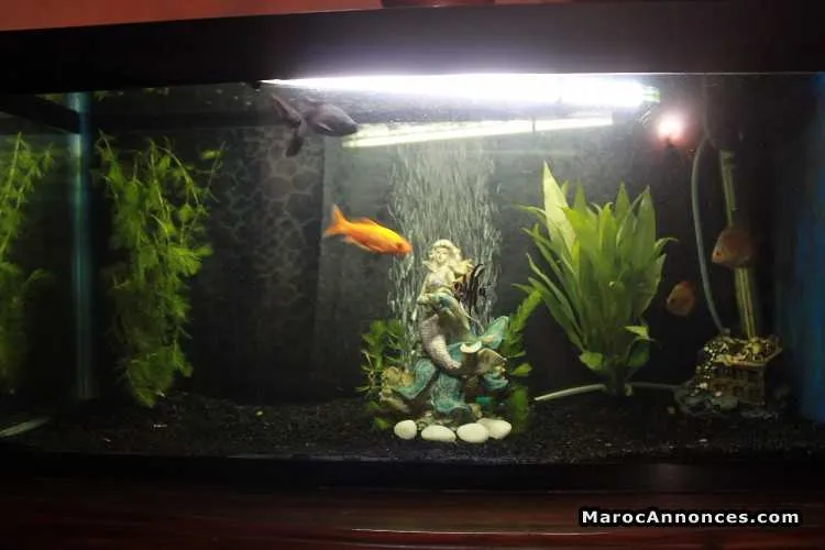 Aquarium de poisson - الدار البيضاء (2)