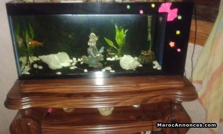 Aquarium de poisson - الدار البيضاء