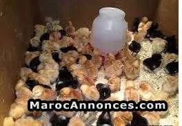 Poussins beldis 1 semaine - الدار البيضاء